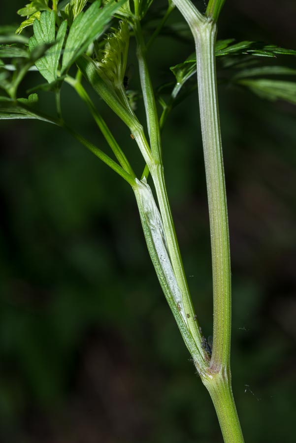 Katapsuxis silaifolia (=Cnidium silaifolium) / Carvifoglio dei boschi